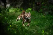 Ravi, le jeune lynx relâché dans le Jura, espoir pour l'espèce menacée