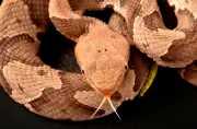 Réchauffement climatique : les humains plus exposés aux serpents venimeux