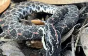 Réchauffement climatique : les serpents venimeux migrent vers les villes
