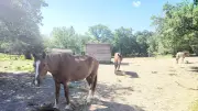 Refuge CHEVAL : 34 ans d'engagement pour les chevaux oubliés