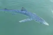 Requin bleu filmé dans le port de Saint-Tropez : une espèce inoffensive