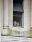 Retour des faucons pèlerins à la cathédrale Saint-Front de Périgueux