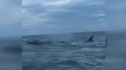 Rorqual boréal : une baleine extrêmement rare aperçue dans l'Aude