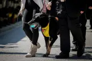 Ros, le chien militaire décoré, remis à la famille de son maître tombé au Liban