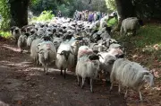 Route de la transhumance 2026 : le troupeau traversera les Landes en septembre