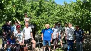 Saison des cerises : début de la récolte dans la vallée