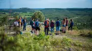 Saison œnotouristique au Grand Pic Saint-Loup : vignes et sommets