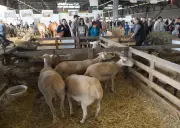 Salon Agriculture Nouvelle-Aquitaine : retour des bovins et nouveau hall