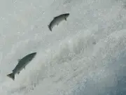 Saumon sauvage des Pyrénées : une pêche interdite depuis deux saisons