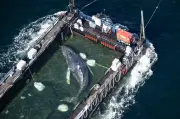 Sauvetage controversé d'une baleine à bosse au large du Danemark