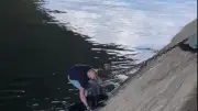 Sauvetage émouvant d'un chien tombé dans la Seine à Paris
