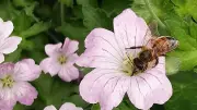Sortie nature à Collias : découvrir les insectes pollinisateurs