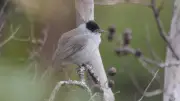 Sortie ornithologique à Beaulieu : découvrez les oiseaux locaux