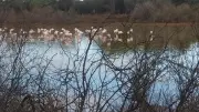 Sortie ornithologique à l'étang de Vendres le 10 mai