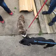 SPA Périgueux sauve deux chiens abandonnés sans eau ni nourriture