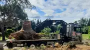 Tempête Nils : un cèdre centenaire disparaît à Babeau-Bouldoux