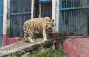 Tigre fugitif abattu en Allemagne : 280 kg de fauve traqué par la police