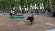 Toros et chevaux : un premier Toro Folie réussi à Bessan