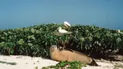Touriste riche jette une pierre sur un phoque protégé à Hawaï