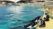 Transfert des orques de Marineland vers l'Espagne : les coulisses de l'opération