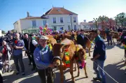 Transhumance de la Vallée du Curé : 8e édition le 17 mai à Saint-Sauveur-d'Aunis