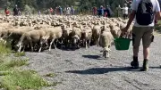 Transhumance et pastoralisme : une pratique à soutenir et célébrer
