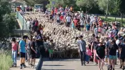 Transhumance partagée entre Bezouce et Cabrières : un succès festif