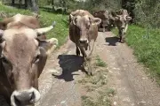 Transhumance à Roubion : marche avec les vaches le 24 mai 2026