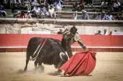Triomphe de Clovis Germain à Nîmes et actualité taurine