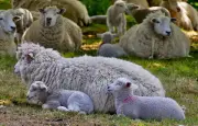 Un adolescent poursuivi pour zoophilie filmée sur une brebis