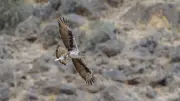 Un aigle de Bonelli retrouvé mort électrocuté dans les Pyrénées-Orientales