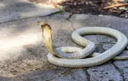 Un cobra venimeux en liberté dans une ville près de Toulouse