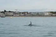 Un deuxième dauphin s'installe dans la baie de Saint-Jean-de-Luz