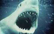 Un homme en armure se jette dans la gueule d'un requin : c'est une IA