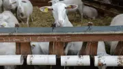 Un lycéen soupçonné de zoophilie sur une brebis, enquête ouverte