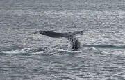 Un moniteur de kitesurf croise une baleine au large de Narbonne