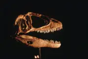 Un musée allemand va restituer un crâne de dinosaure au Brésil