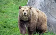 Un ours surprend des promeneurs dans les Pyrénées, la cohabitation questionne