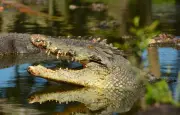 Un policier hélitreuillé pour repêcher un crocodile en Afrique du Sud