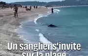 Un sanglier de 45 kg surgit de l’eau et sème la panique sur une plage du Var