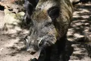 Une compagnie de sangliers filmée en pleine ville à Villeneuve-sur-Lot