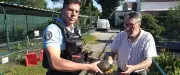 Une tortue de Floride trouvée à Saint-Gilles confiée à une association
