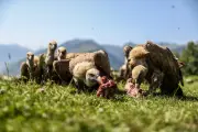 Vautours dans les Pyrénées-Atlantiques : trois incidents en trois jours