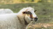 Vidéo choquante : un lycéen accusé d'acte zoophile sur une brebis