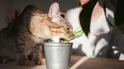 Vigne argentée : cette plante rendrait votre chat plus accro que l'herbe à chat