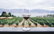 Vin bio Domaine la Grangette Saint-Joseph 2024 : une cuvée d'exception