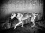 Violences : femmes, enfants et animaux, même combat