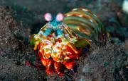 Vision animale : un monde de couleurs invisibles pour l'humain
