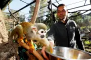 Vol de seize singes écureuils au zoo de La Londe : trois hommes jugés à Toulon