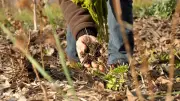 Vézénobres finaliste aux Deauville Green Awards 2026 pour l'agroforesterie